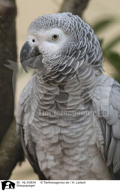 Graupapagei / African gray parrot / HL-03834