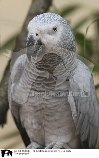 Graupapagei / African gray parrot / HL-03836