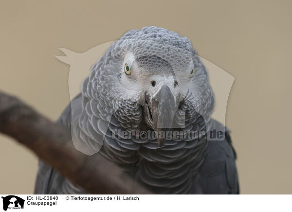 Graupapagei / African gray parrot / HL-03840