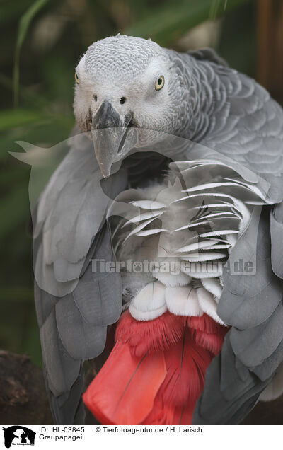 Graupapagei / African gray parrot / HL-03845