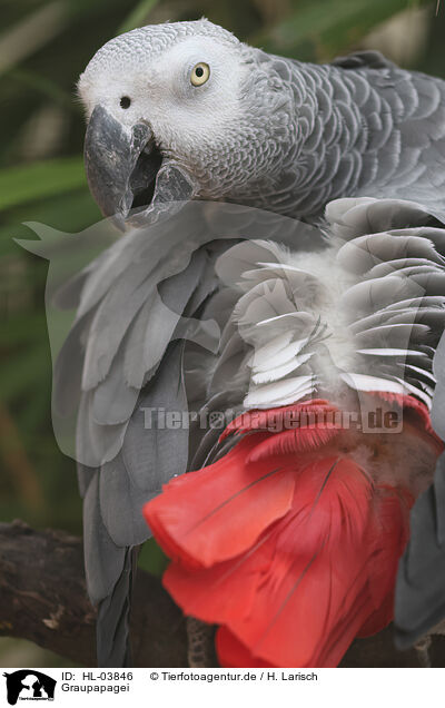 Graupapagei / African gray parrot / HL-03846