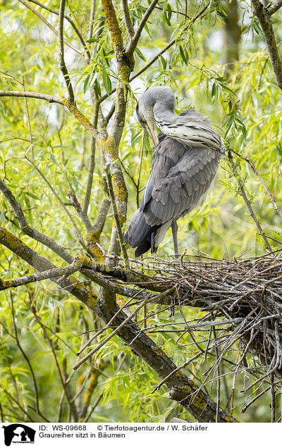 Graureiher sitzt in Bumen / grey heron sit in trees / WS-09668