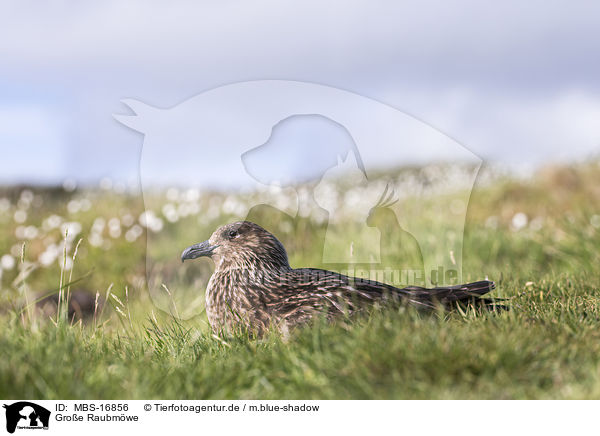 Groe Raubmwe / skua / MBS-16856