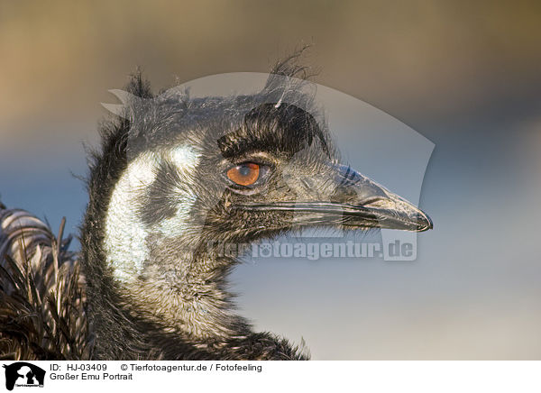 Groer Emu Portrait / HJ-03409