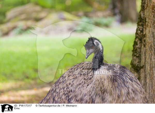 Emu / Emu / PW-17317