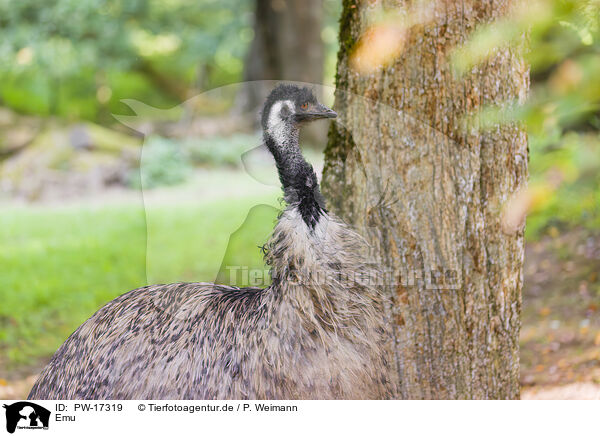 Emu / Emu / PW-17319
