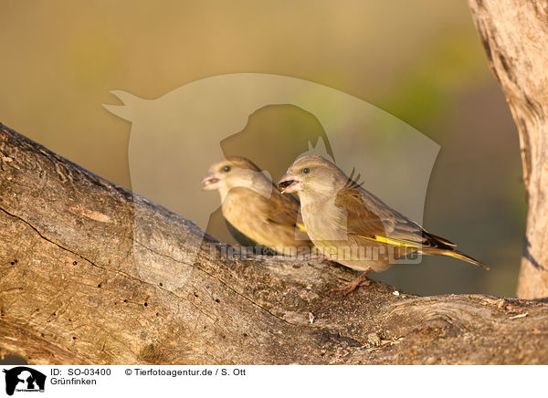 Grnfinken / European greenfinches / SO-03400