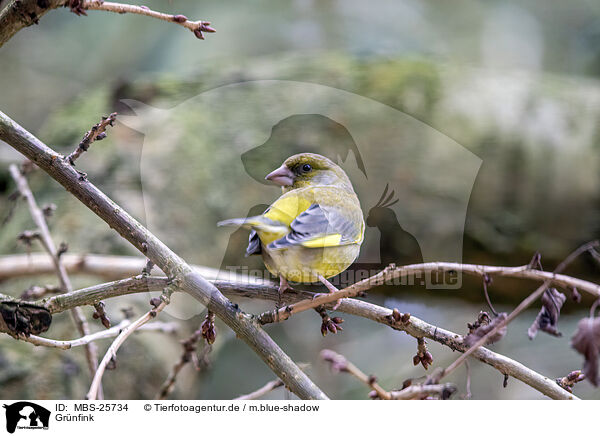 Grnfink / common greenfinch / MBS-25734