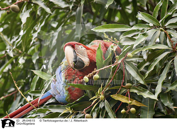 Grnflgelara / Green-winged Macaw / JR-04615