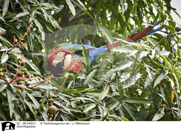 Grnflgelara / Green-winged Macaw / JR-04621