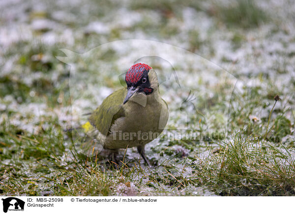 Grnspecht / Eurasian green woodpecker / MBS-25098