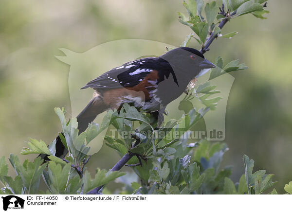 Grundammer / Spotted Towhee / FF-14050