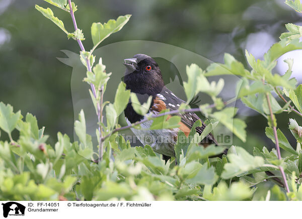 Grundammer / Spotted Towhee / FF-14051