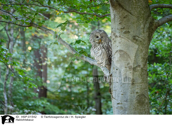Habichtskauz / Ural owl / HSP-01542
