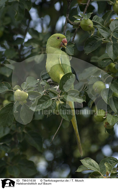 Halsbandsittich auf Baum / rose-ringed parakeet at tree / TM-01638