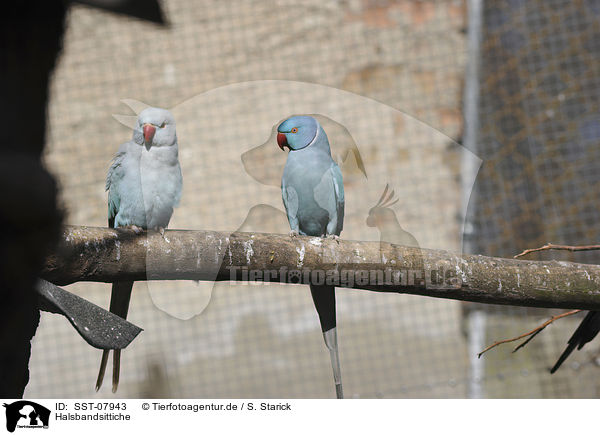 Halsbandsittiche / rose-ringed parakeets / SST-07943