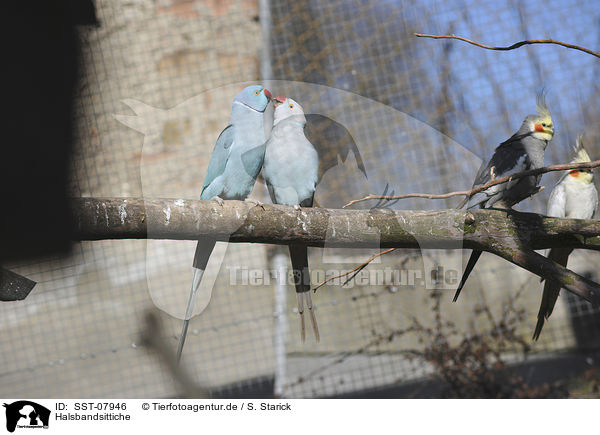 Halsbandsittiche / rose-ringed parakeets / SST-07946