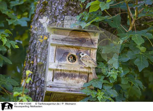 Haussperling Nistkasten / House Sparrow Nest Box / PW-11096