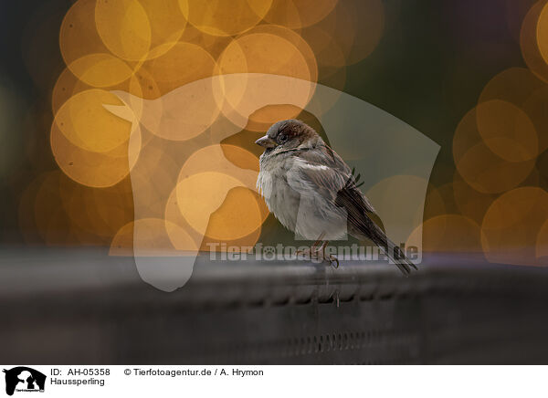 Haussperling / English house sparrow / AH-05358