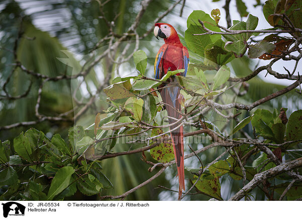Hellroter Ara / scarlet macaw / JR-05534