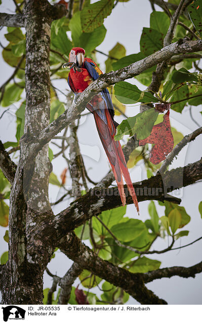 Hellroter Ara / scarlet macaw / JR-05535