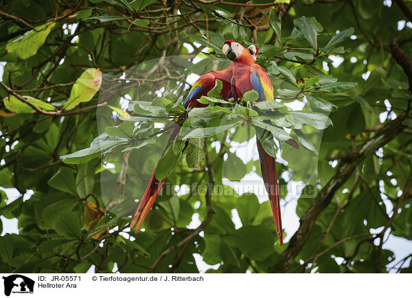 Hellroter Ara / scarlet macaw / JR-05571