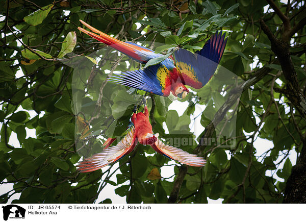 Hellroter Ara / scarlet macaw / JR-05574