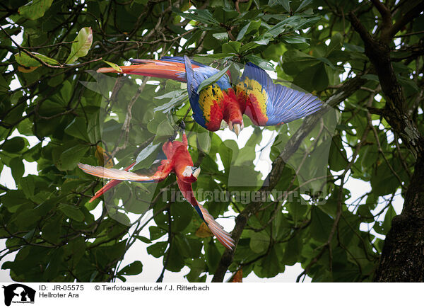 Hellroter Ara / scarlet macaw / JR-05575