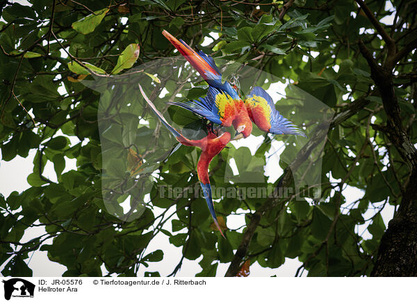 Hellroter Ara / scarlet macaw / JR-05576