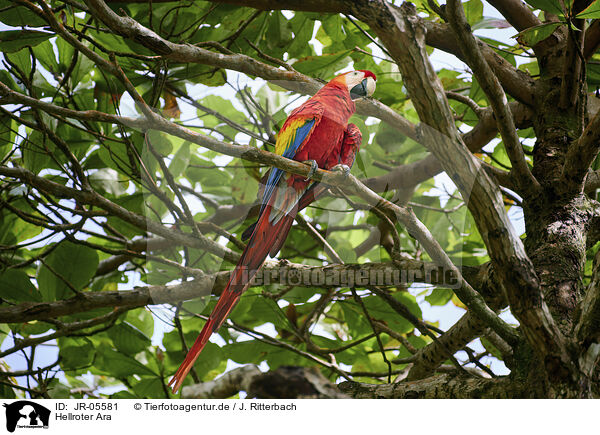 Hellroter Ara / scarlet macaw / JR-05581
