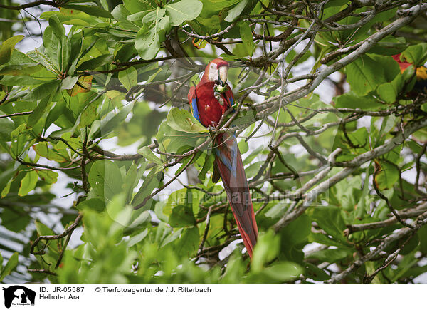 Hellroter Ara / scarlet macaw / JR-05587