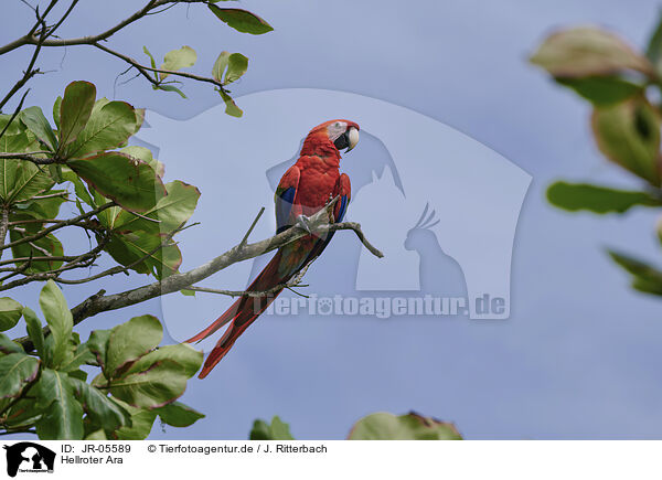 Hellroter Ara / scarlet macaw / JR-05589