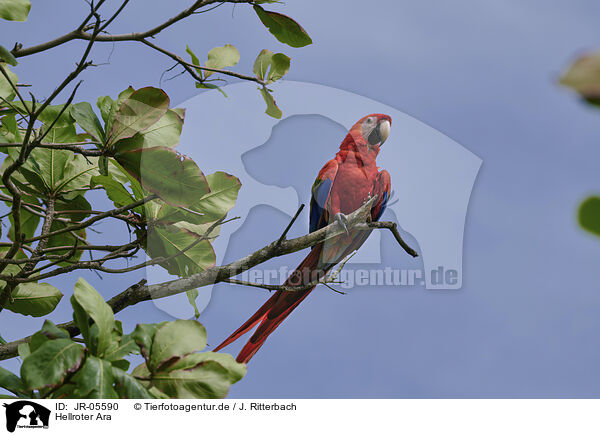 Hellroter Ara / scarlet macaw / JR-05590