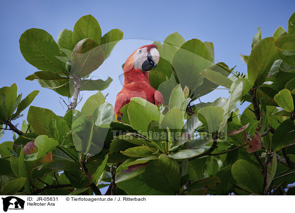 Hellroter Ara / scarlet macaw / JR-05631