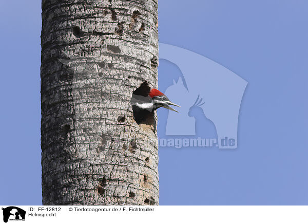 Helmspecht / Pileated Woodpecker / FF-12812