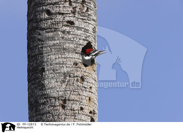 Helmspecht / Pileated Woodpecker / FF-12813