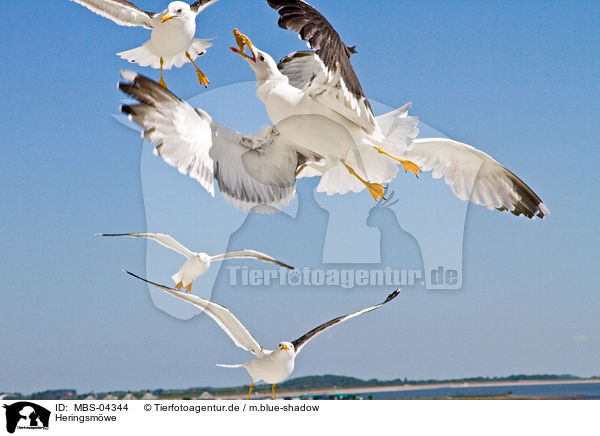 Heringsmwe / lesser black-backed gull / MBS-04344