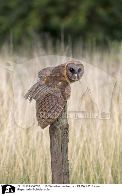 Hispaniola-Schleiereule / ashy-faced barn owl / FLPA-04701