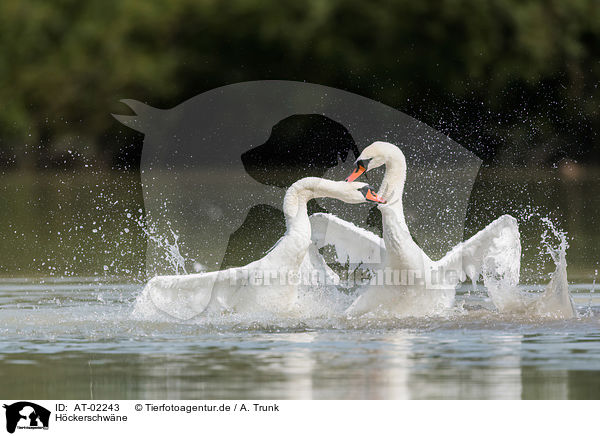 Hckerschwne / mute swans / AT-02243
