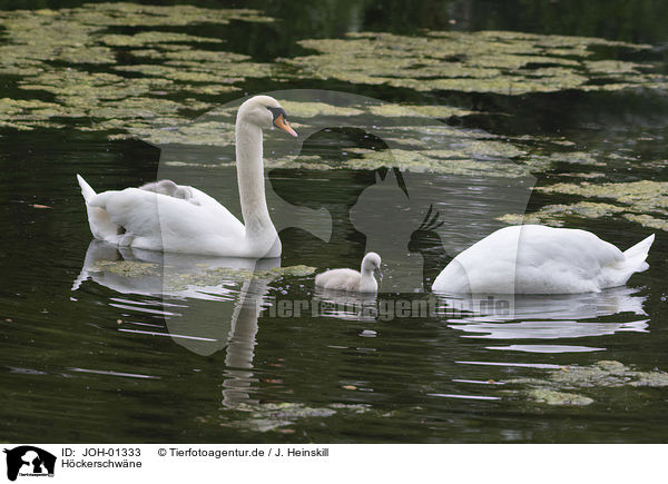 Hckerschwne / mute swans / JOH-01333