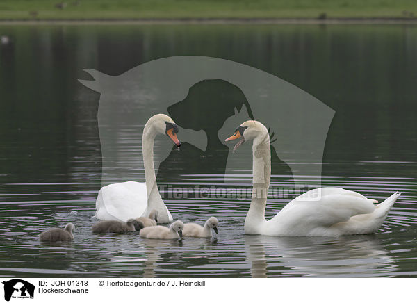 Hckerschwne / mute swans / JOH-01348