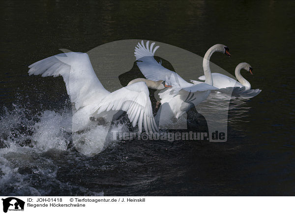 fliegende Hckerschwne / flying Mute Swans / JOH-01418