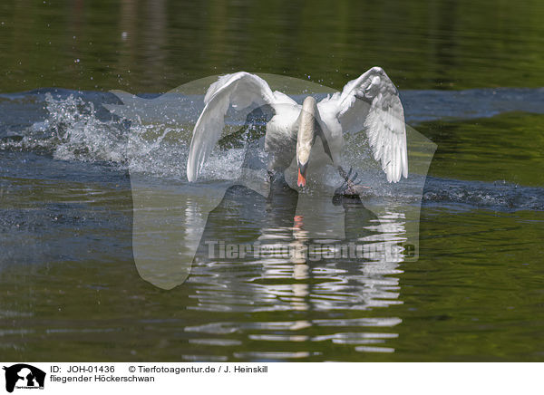 fliegender Hckerschwan / flying Mute Swan / JOH-01436