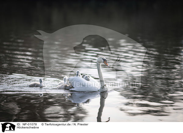 Hckerschwne / mute swans / NP-01078