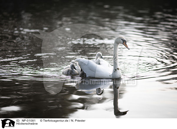 Hckerschwne / mute swans / NP-01081