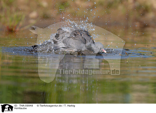 Hohltaube / stock pigeon / THA-09948