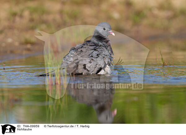 Hohltaube / stock pigeon / THA-09959