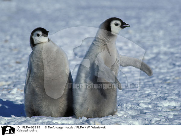 Kaiserpinguine / Emperor Penguins / FLPA-02815