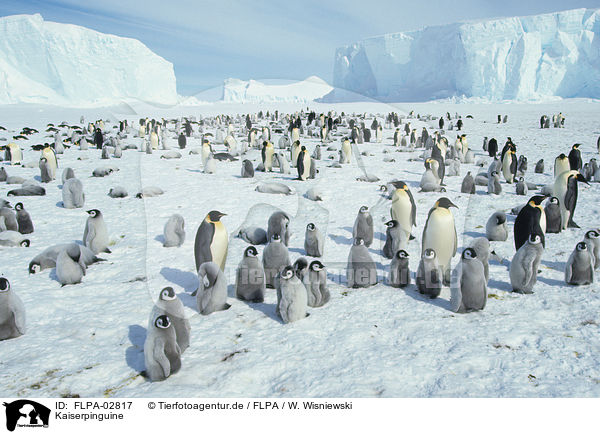 Kaiserpinguine / Emperor Penguins / FLPA-02817