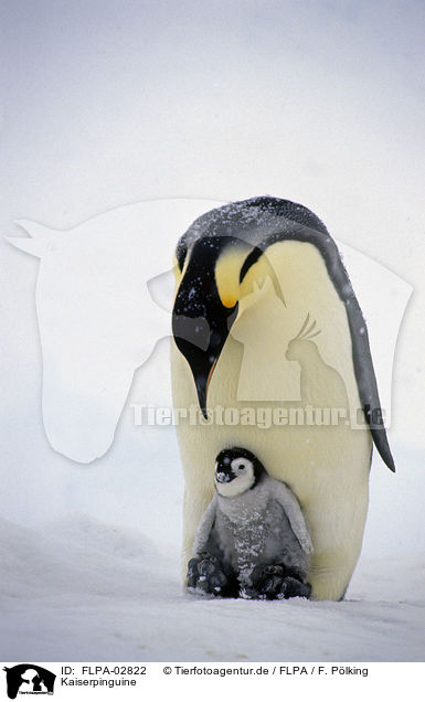 Kaiserpinguine / Emperor Penguins / FLPA-02822